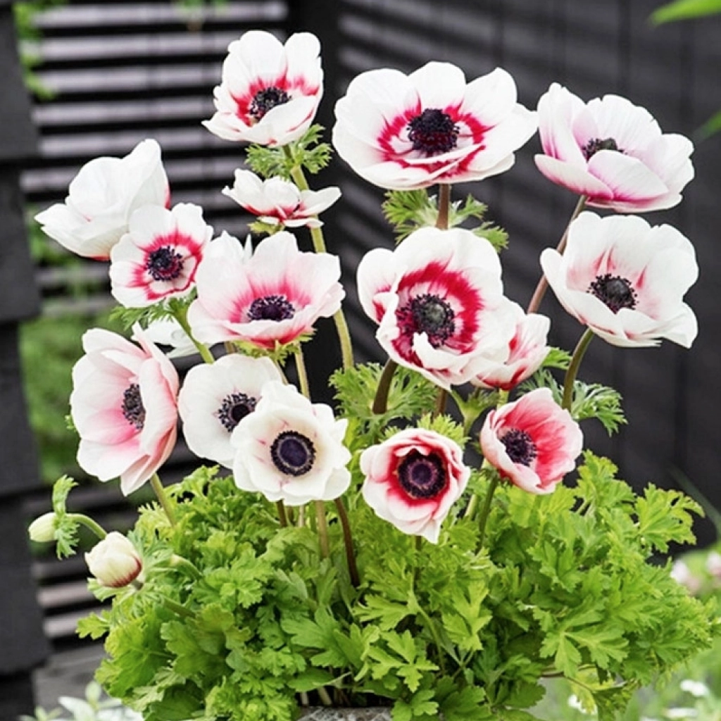 Anemone de Caen Bicolor | Sweet Garden