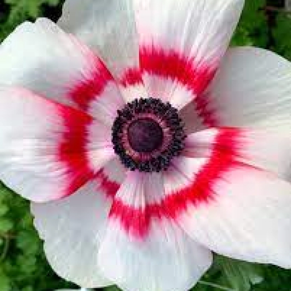 Anemone de Caen Bicolor | Sweet Garden